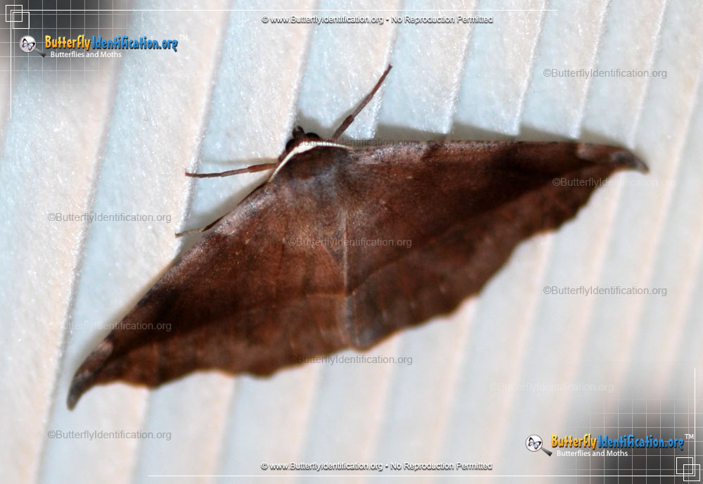 Full-sized image #2 of the Curve-toothed Geometer