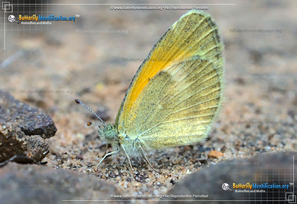 Full-sized image #3 of the Dainty Sulphur Butterfly