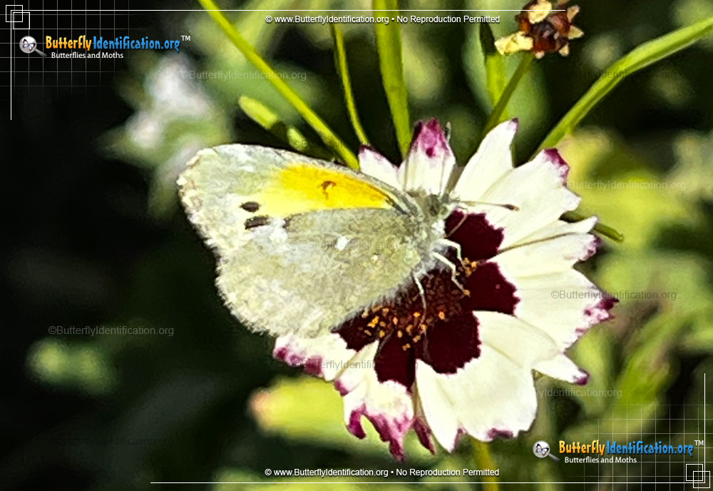 Full-sized image #5 of the Dainty Sulphur Butterfly