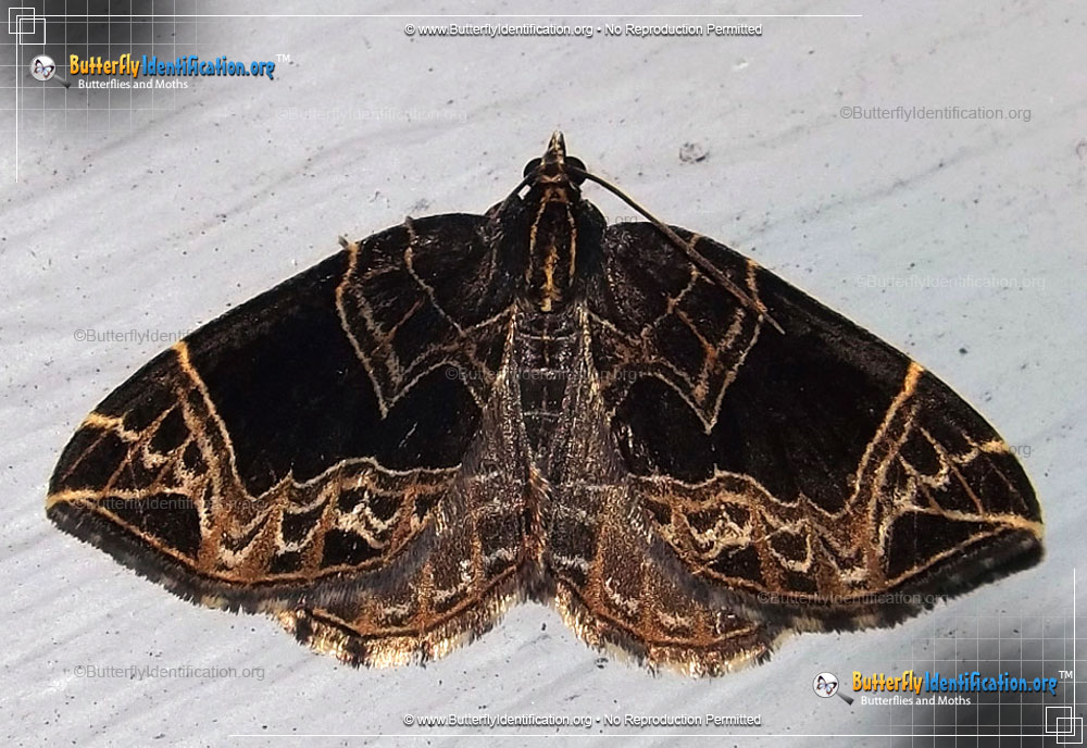 Full-sized image #2 of the Dark-banded Geometer