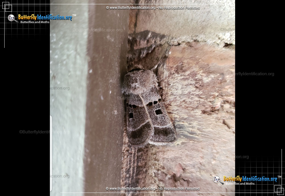 Full-sized image #1 of the Dart Moth