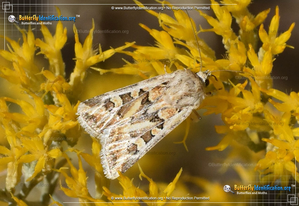 Full-sized image #3 of the Dart Moth