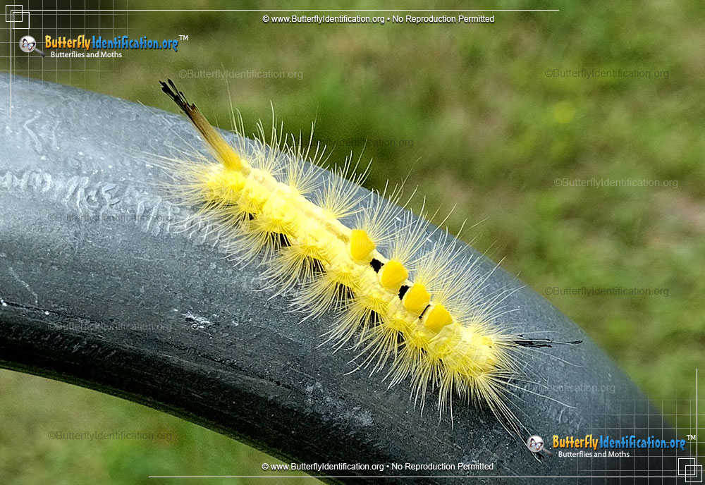 Full-sized image #1 of the Definite Tussock Moth