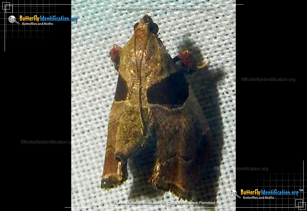 Full-sized image #2 of the Dimorphic Tosale Moth