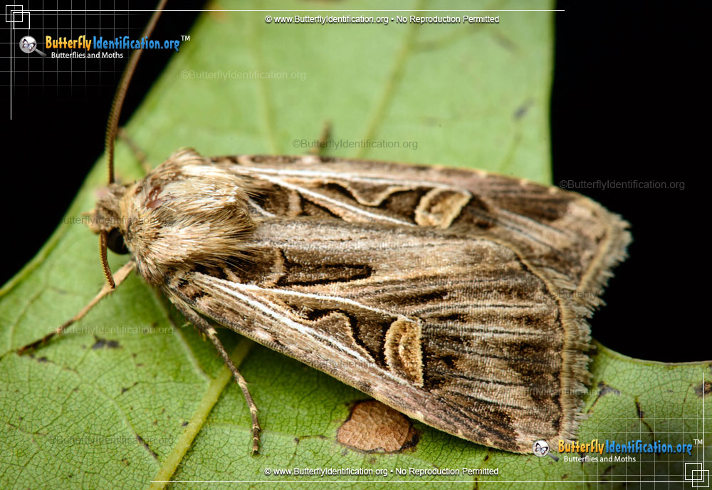 Full-sized image #1 of the Dingy Cutworm Moth
