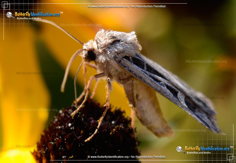 Full-sized image #3 of the Dingy Cutworm Moth