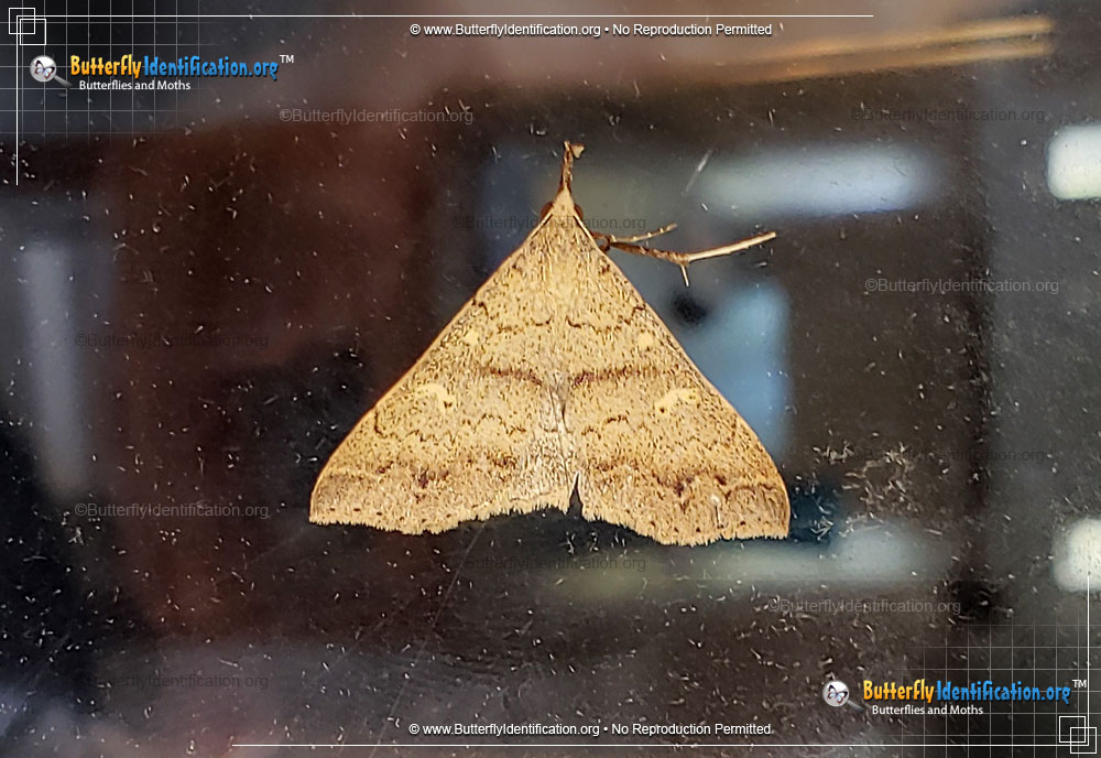 Full-sized image #1 of the Discolored Renia Moth