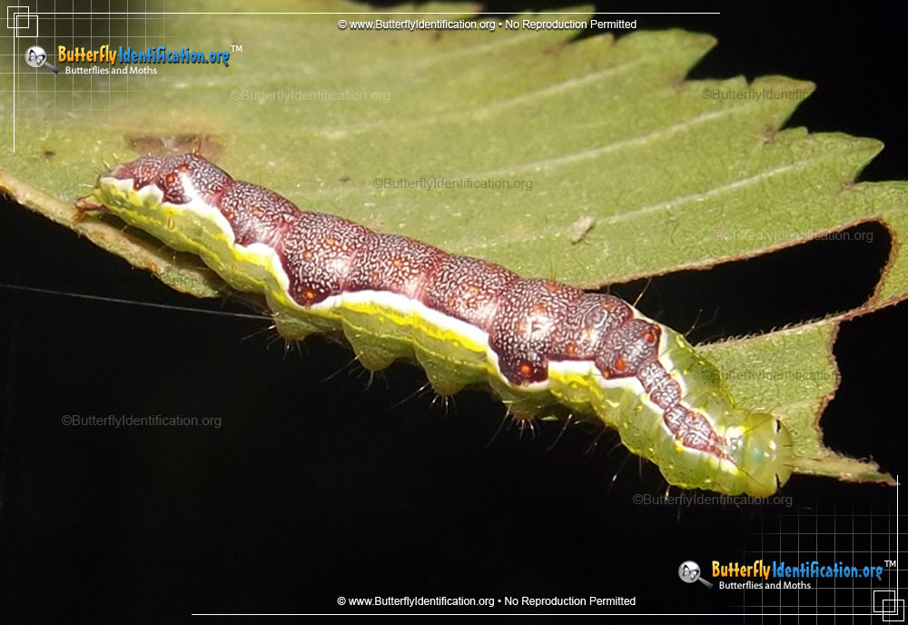 Full-sized caterpillar image of the Double-lined Prominent