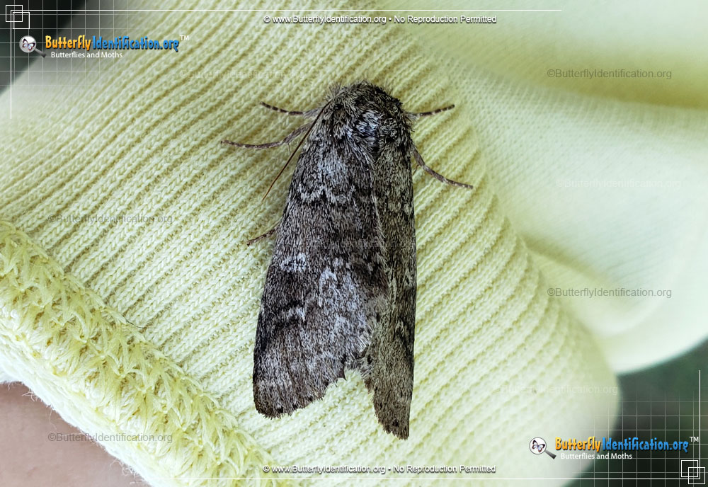Full-sized image #4 of the Double-lined Prominent