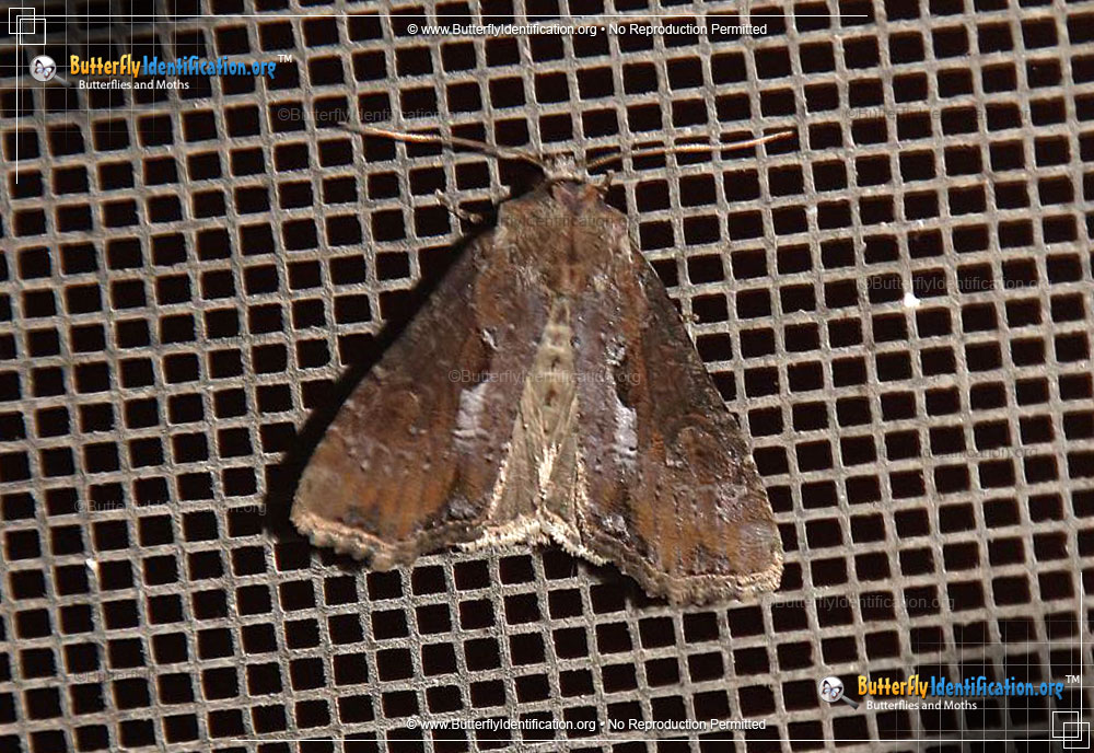 Full-sized image #1 of the Double Lobed Moth
