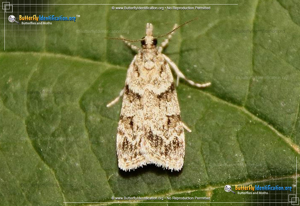 Full-sized image #1 of the Double-striped Scoparia Moth
