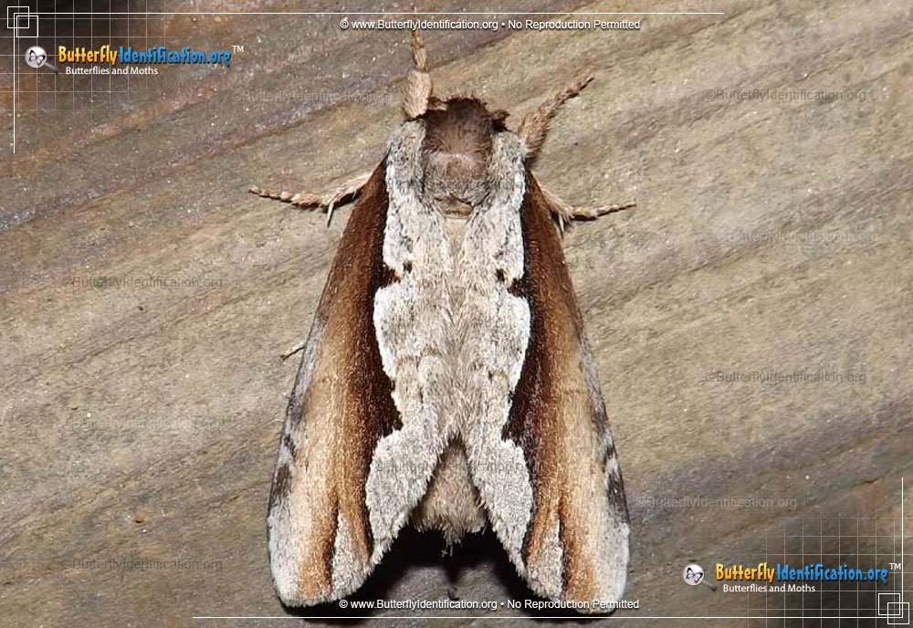 Full-sized image #1 of the Double-toothed Prominent