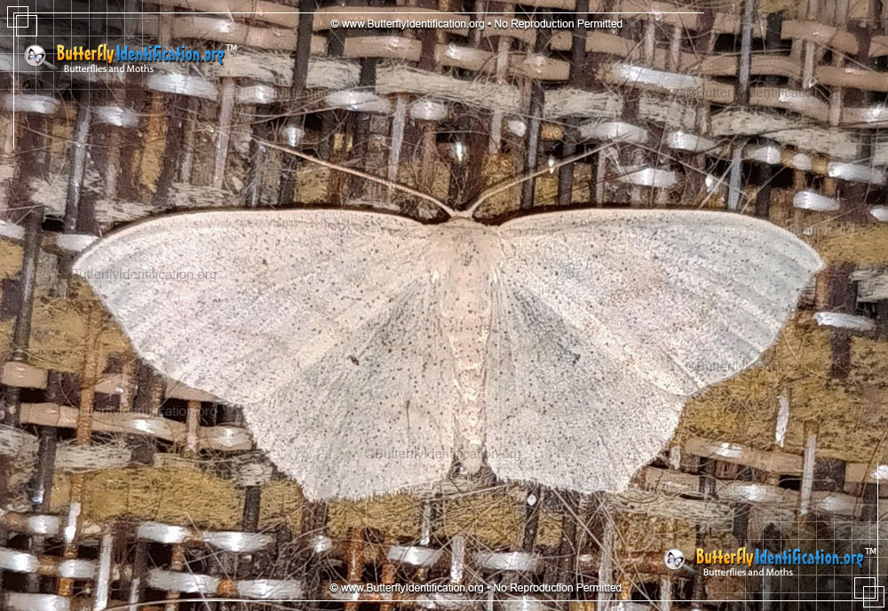 Full-sized image #2 of the Drab Brown Wave Moth