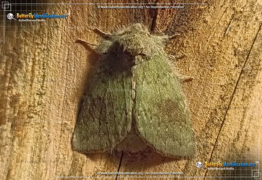 Full-sized image #2 of the Drab Prominent