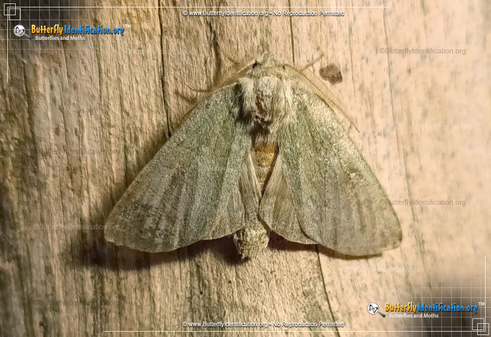 Full-sized image #3 of the Drab Prominent