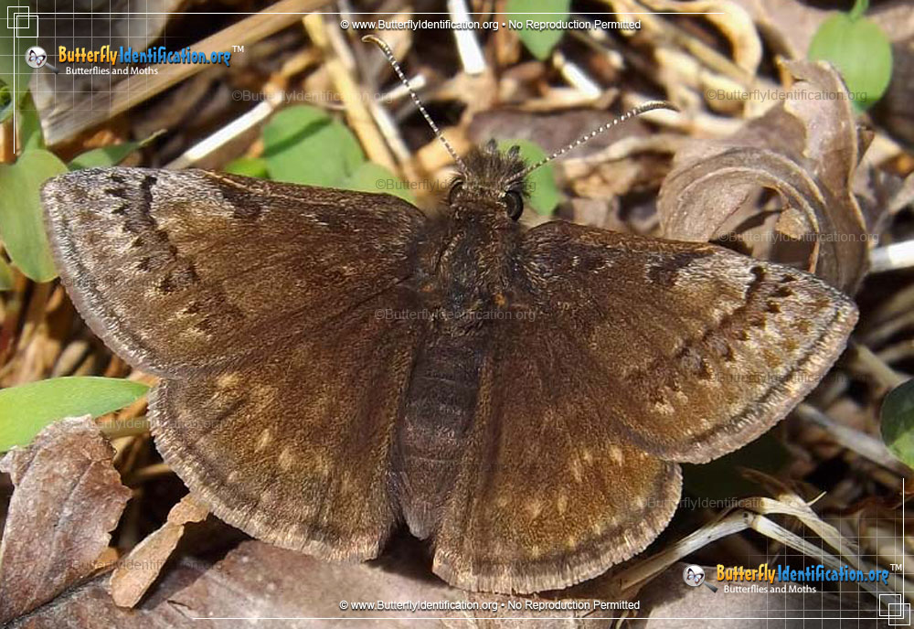 Full-sized image #1 of the Dreamy Duskywing