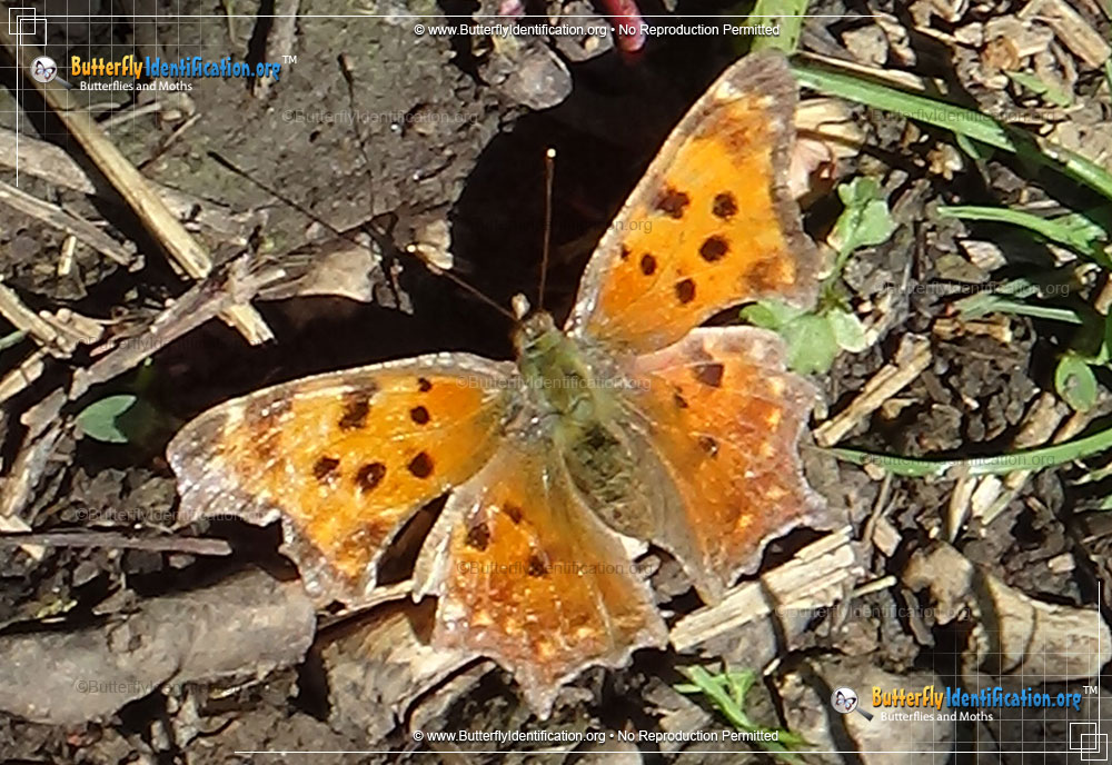 Full-sized image #1 of the Eastern Comma