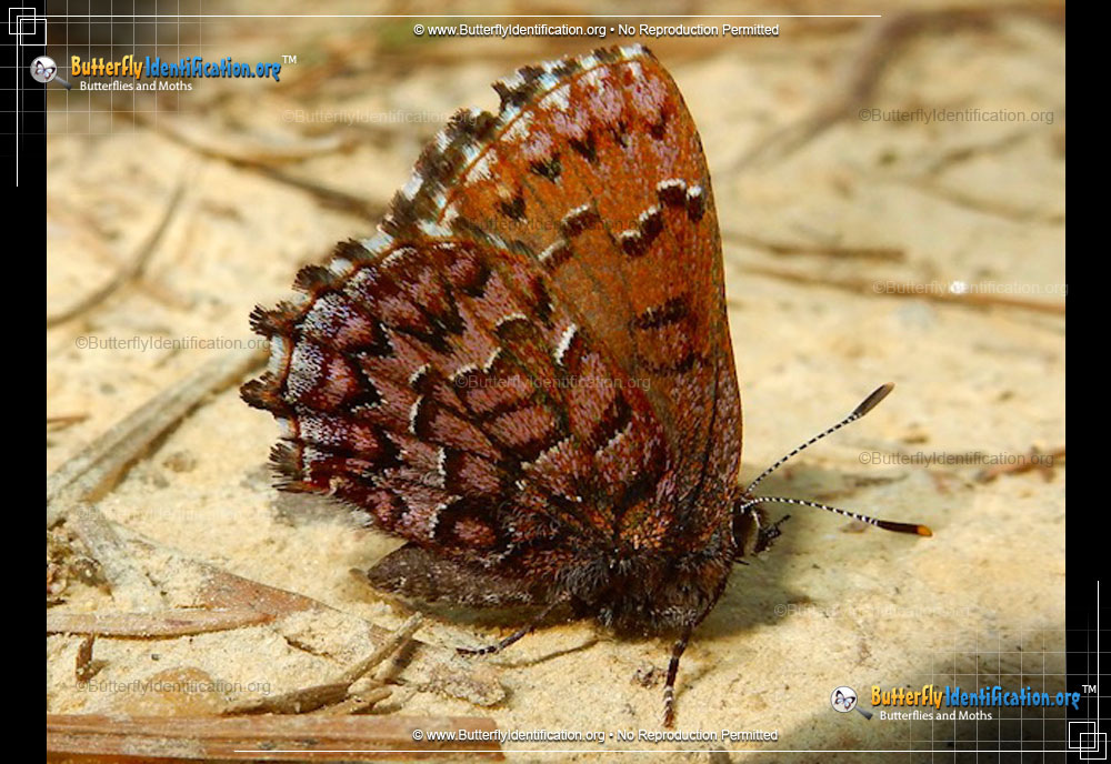 Full-sized image #1 of the Eastern Pine Elfin Butterfly