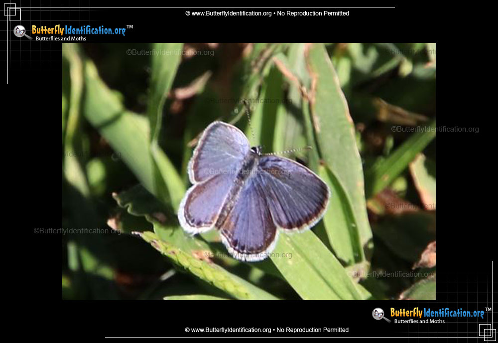 Full-sized image #1 of the Eastern-tailed Blue Butterfly