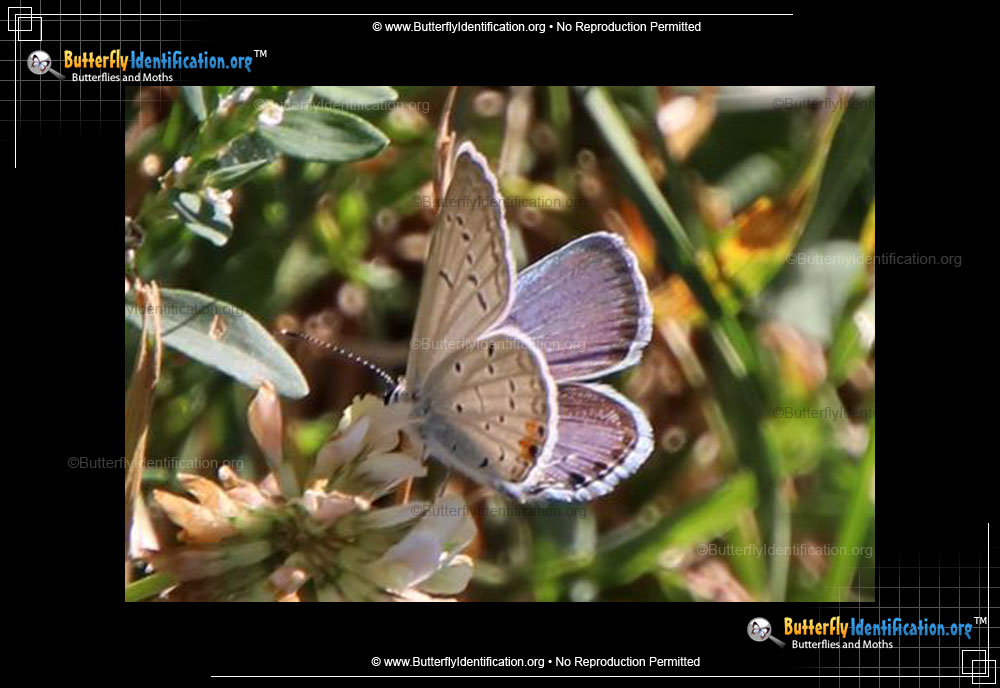 Full-sized image #3 of the Eastern-tailed Blue Butterfly