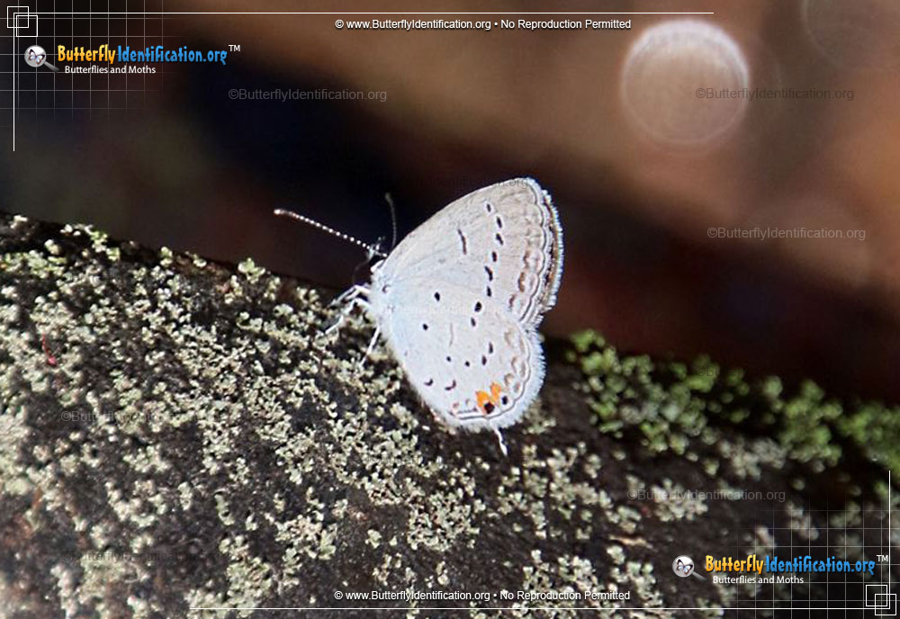 Full-sized image #4 of the Eastern-tailed Blue Butterfly