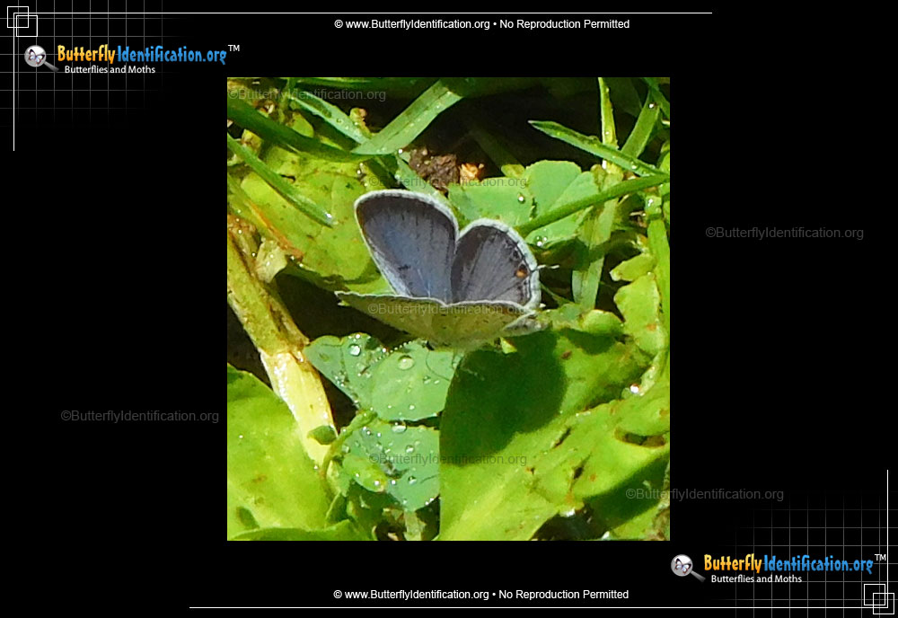 Full-sized image #6 of the Eastern-tailed Blue Butterfly