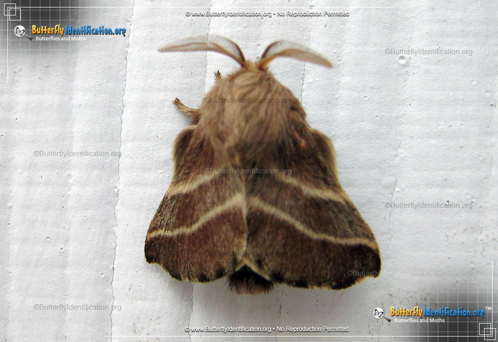 Full-sized image #1 of the Eastern Tent Caterpillar Moth
