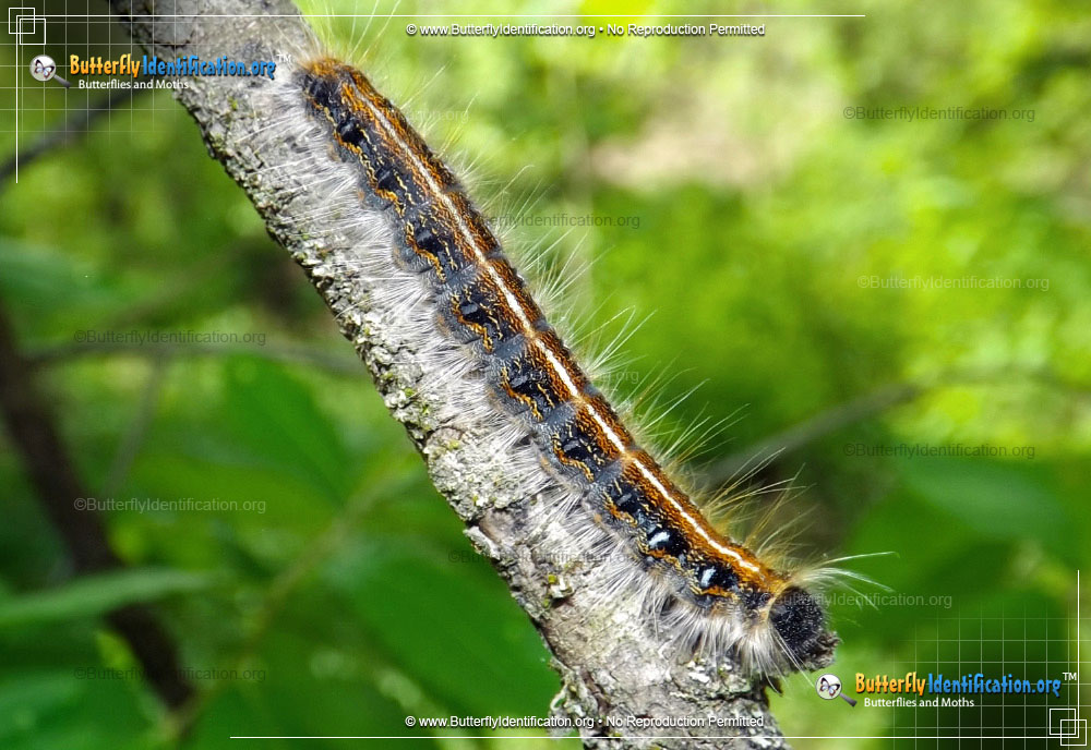Full-sized caterpillar image of the Eastern Tent Caterpillar Moth