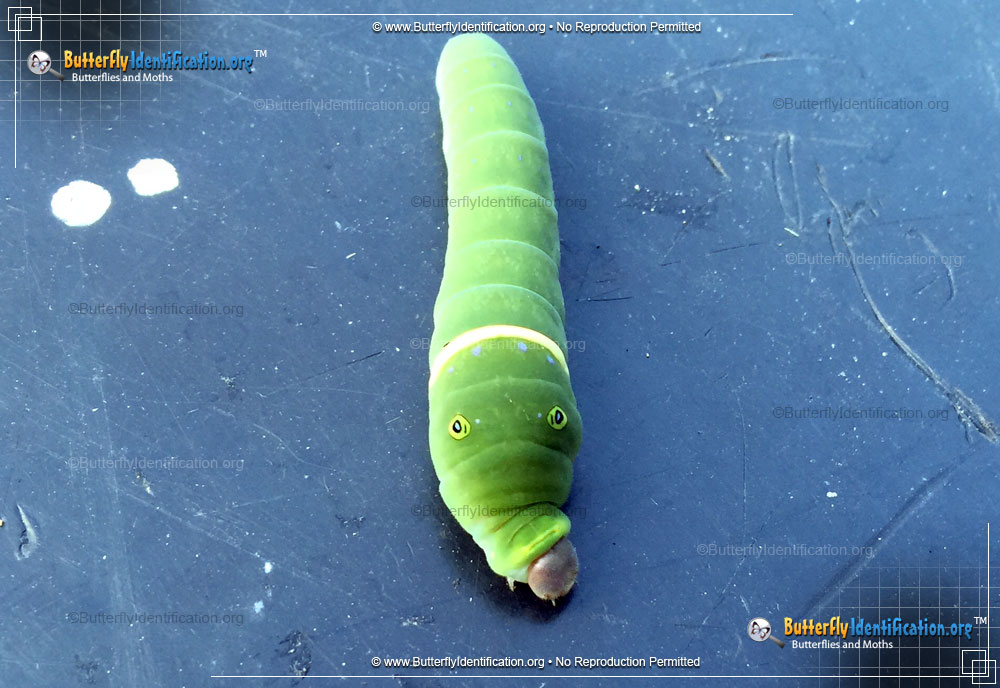 Full-sized caterpillar image of the Eastern Tiger Swallowtail
