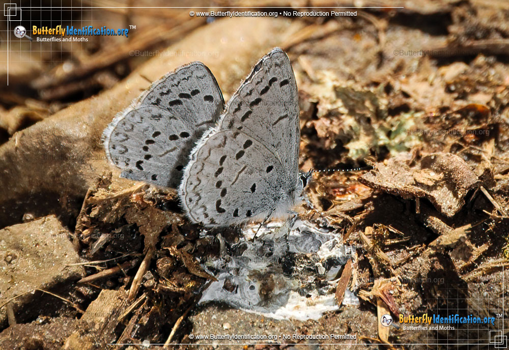 Full-sized image #1 of the Echo Azure Butterfly