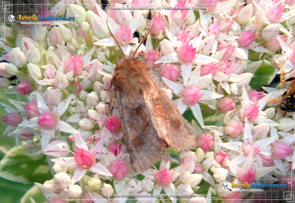 Full-sized image #1 of the Edwards Glassy Wing Moth