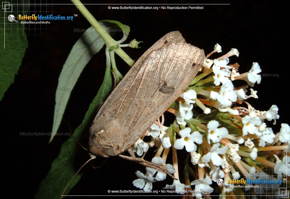 Full-sized image #2 of the Edwards Glassy Wing Moth