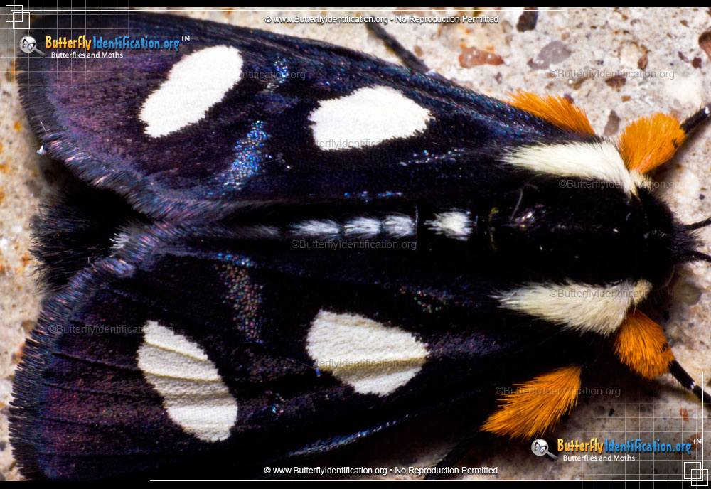 Full-sized image #1 of the Eight-spotted Forester Moth