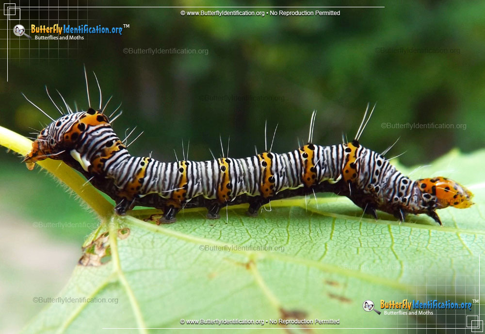 Full-sized caterpillar image of the Eight-spotted Forester Moth