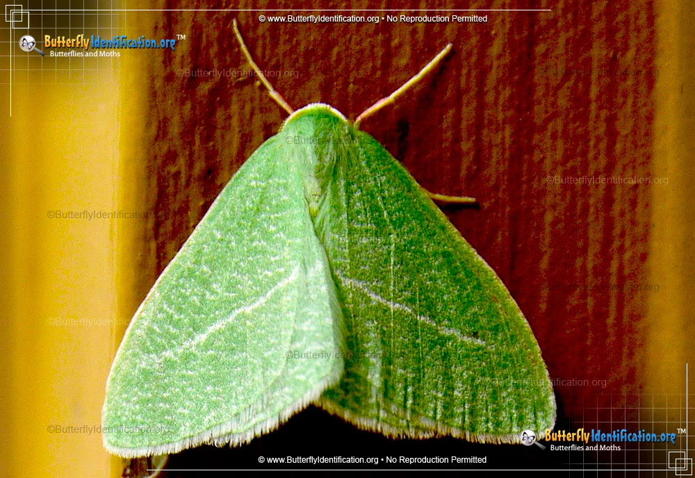 Full-sized image #1 of the Emerald Moth