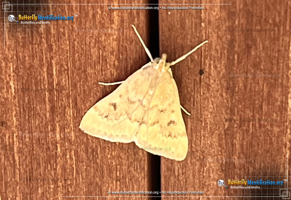 Full-sized image #1 of the European Corn Borer Moth