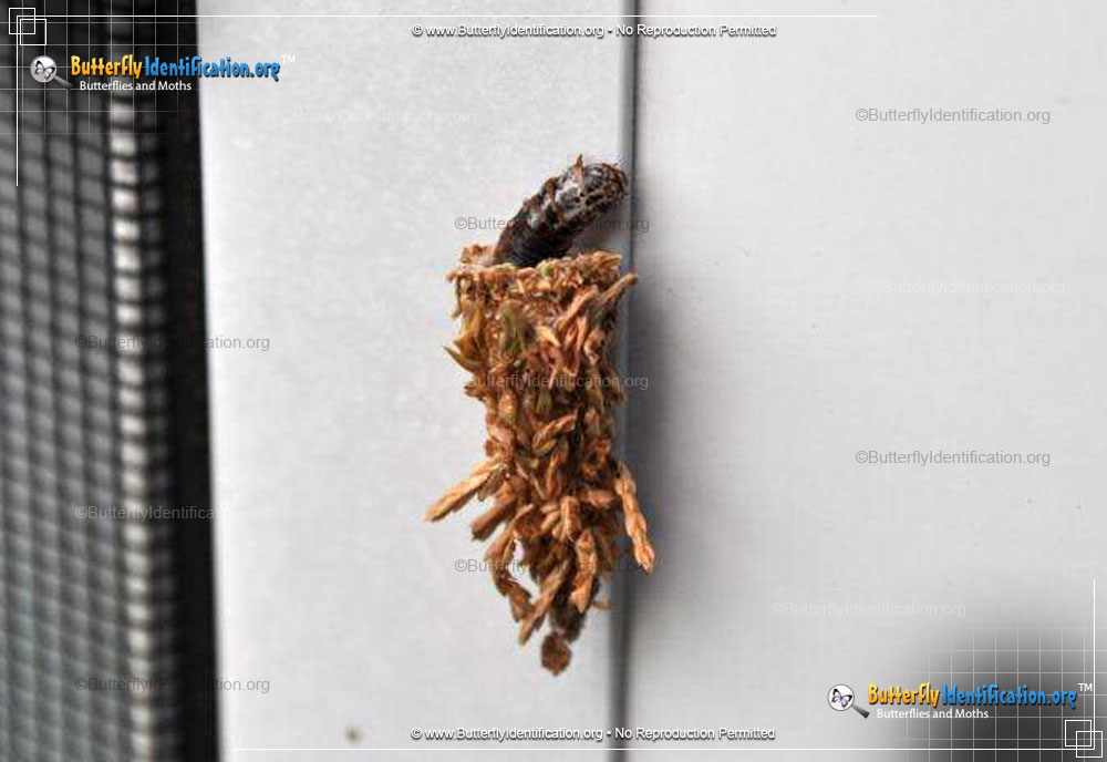 Full-sized caterpillar image of the Evergreen Bagworm Moth