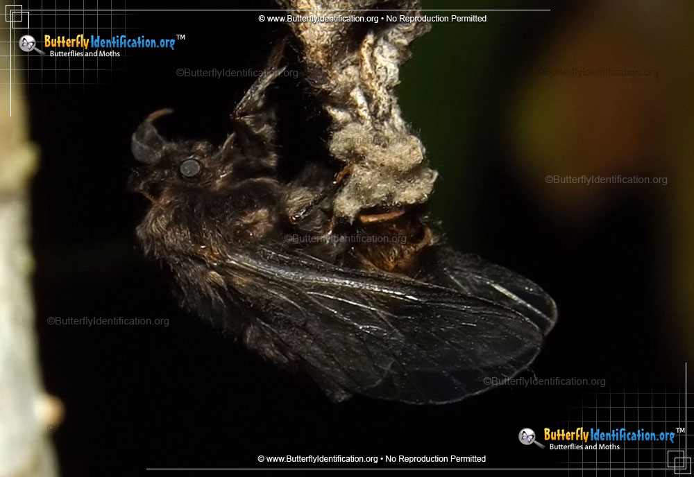 Full-sized image #2 of the Evergreen Bagworm Moth