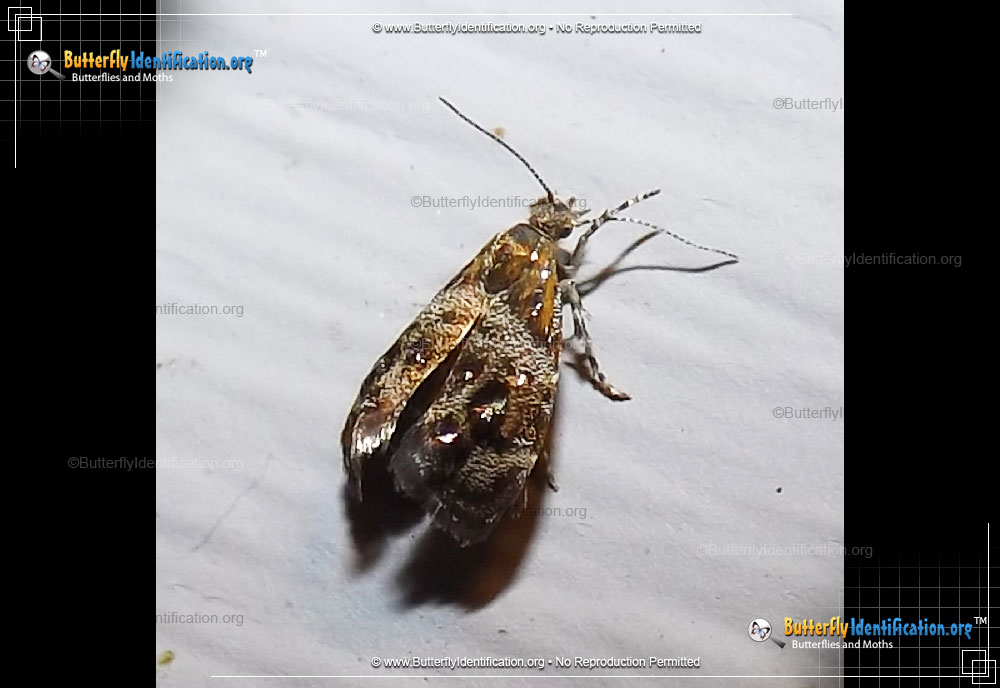 Full-sized image #1 of the Everlasting Tebenna Moth