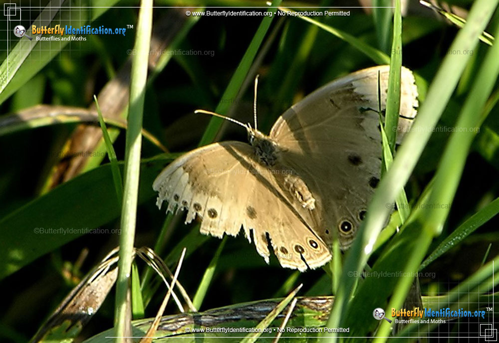 Full-sized image #1 of the Eyed Brown Butterfly