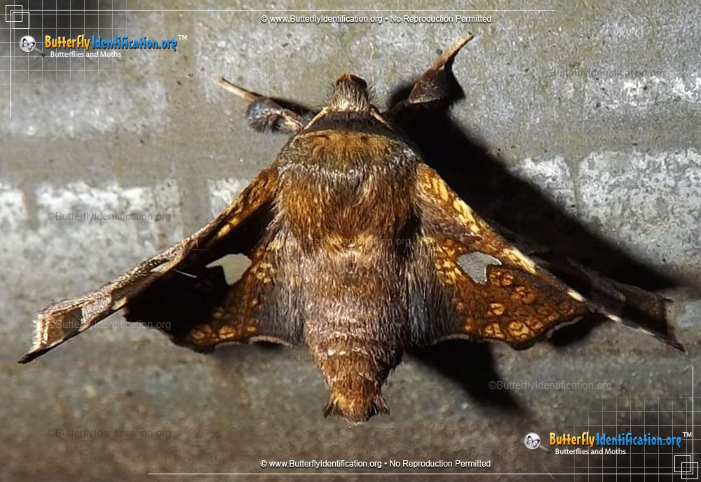 Full-sized image #1 of the Eyed Dysodia Moth