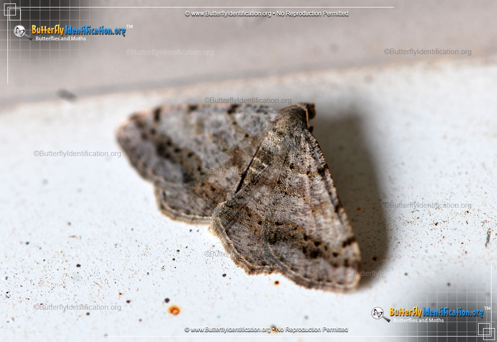 Full-sized image #2 of the Faint-spotted Angle