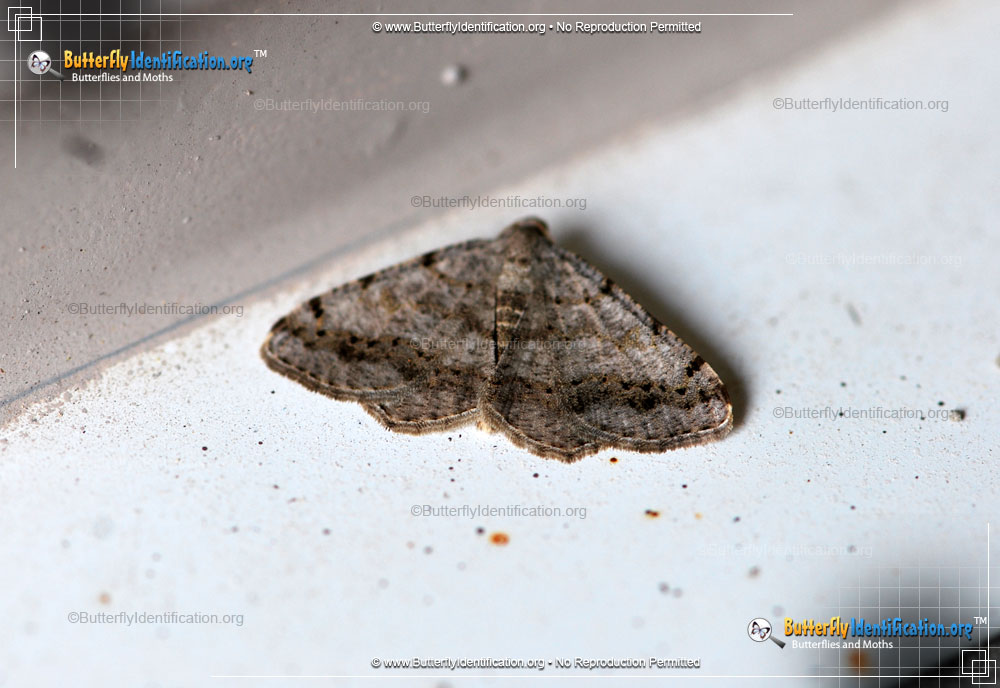 Full-sized image #1 of the Faint-spotted Angle
