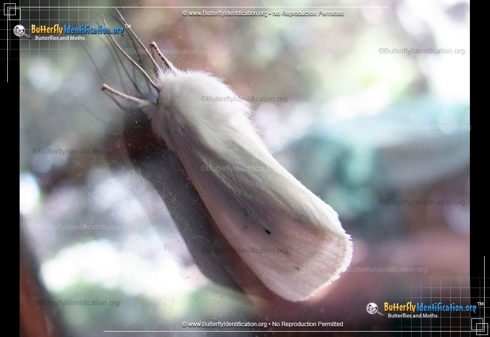 Full-sized image #2 of the Fall Webworm Moth