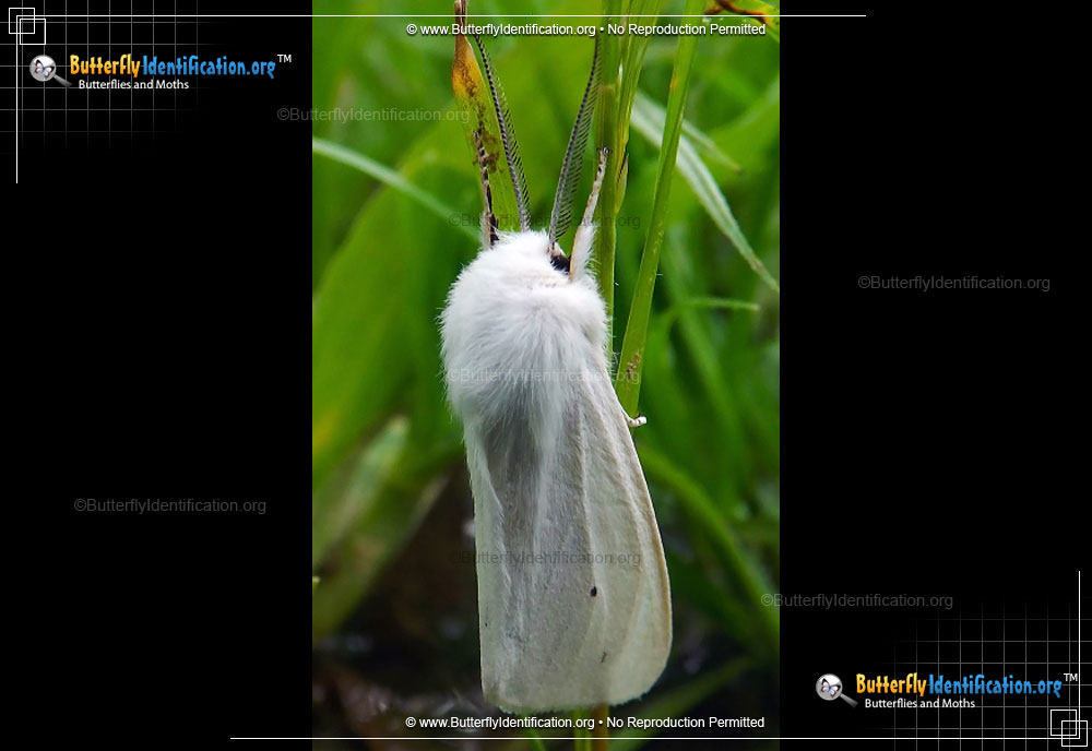 Full-sized image #3 of the Fall Webworm Moth