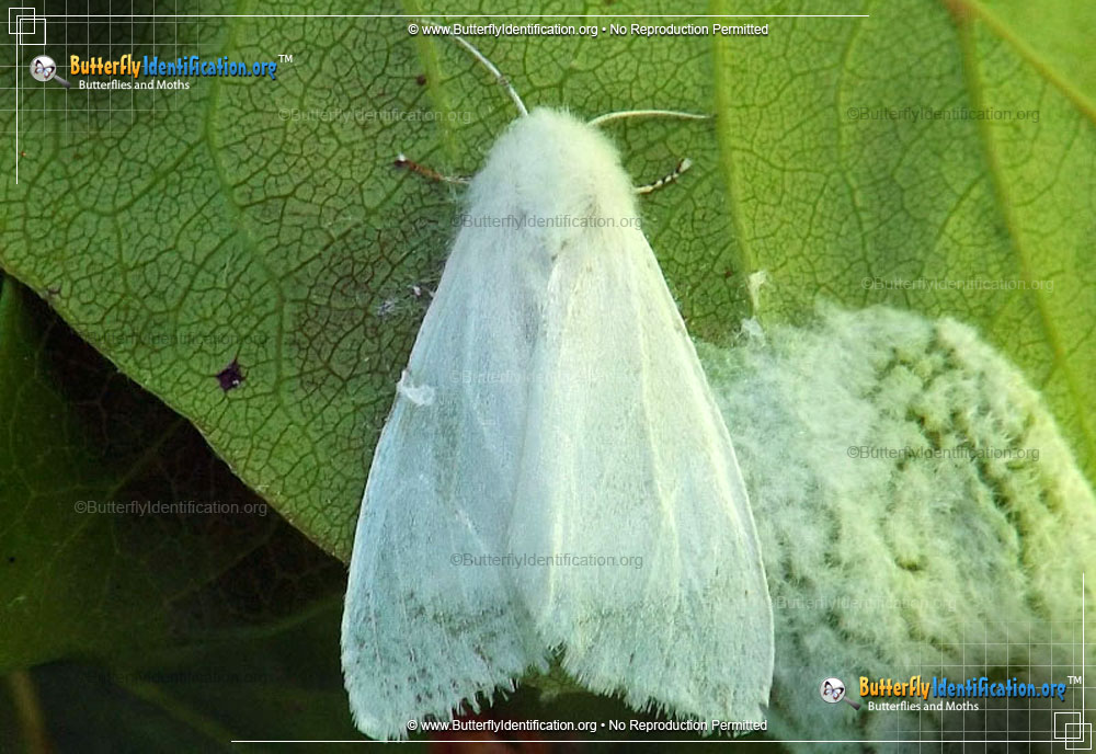 Full-sized image #4 of the Fall Webworm Moth