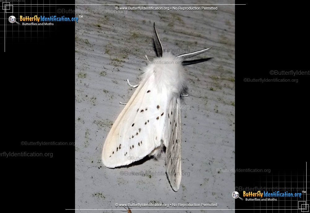 Full-sized image #6 of the Fall Webworm Moth