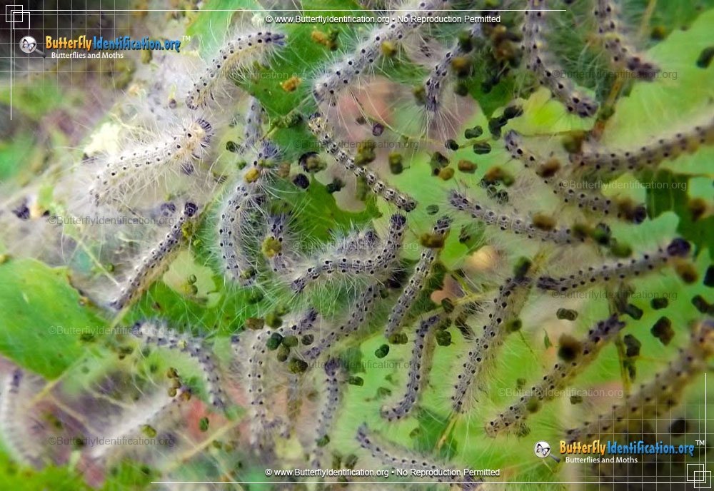 Full-sized caterpillar image of the Fall Webworm Moth