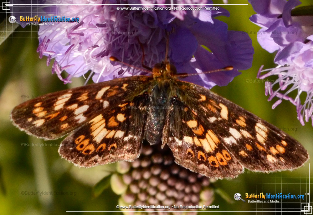 Full-sized image #1 of the Field Crescent Butterfly
