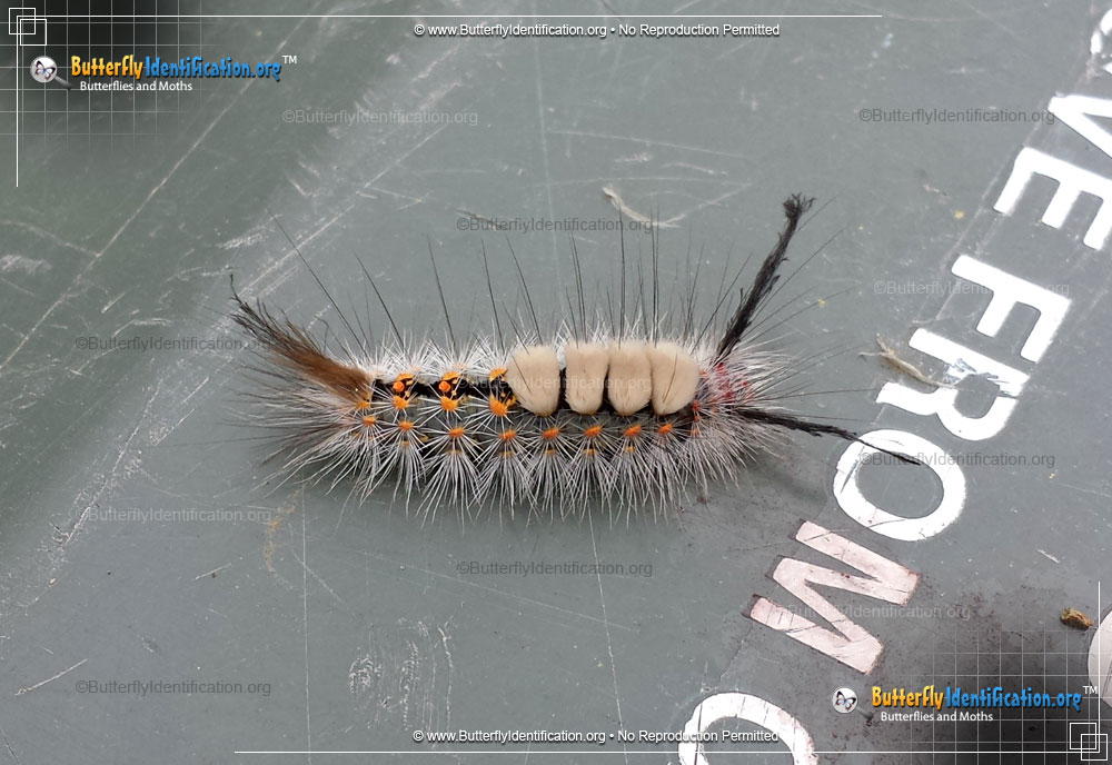Full-sized image #2 of the Fir Tussock Moth